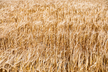 Ripening ears of yellow wheat field