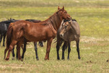 Fototapeta Konie - Wild Horses in Utah in Summer