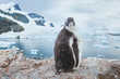 gentoo penguin chic in Antarctica, curious funny animal baby bird portrait looking at camera, antarctic nature wildlife
