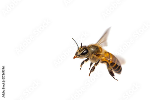 Fotografía A close up of flying bee isolated on white background