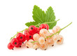 white and red currant isolated on white background, clipping path, full depth of field