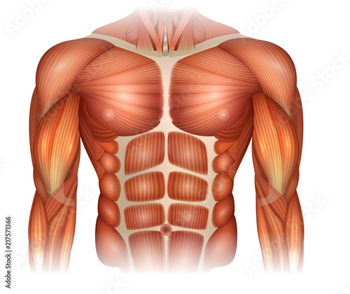 Fotografía Muscles of the human body, torso and arms, beautiful colorful illustration