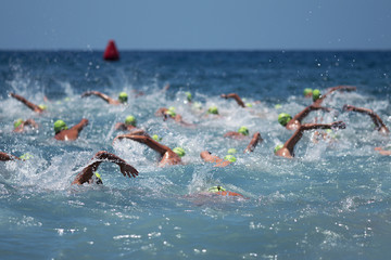 Wall Mural - Triathlon swimmers in the open sea,view from behind