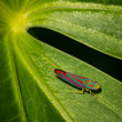 colorful insect at angle