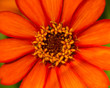core flower