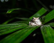 albino white frog chillin on a leaf