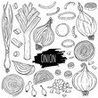 Hand drawn onion set. Isolated bulb, slices, halves, pieces, green onion and leek. Vegetarian food design for shop, book, menu, poster, banner. Outline ink slyle sketch. Vector coloring illustration.