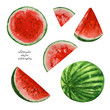 Watercolor watermelons, paint  texture, vector 