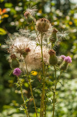 Flower of thistle in summer 2