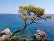 Chorwacja wyspa Hvar drzewo