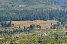 Meadows And Forest Near Big Oak Flat Road In Yosemite National Park Foresta, Mariposa County, California, USA