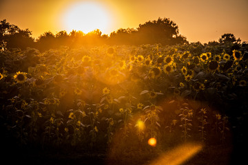 Tournesols