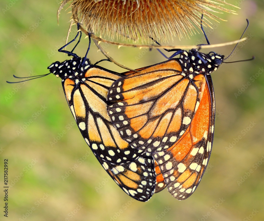 mariposa monarca, argentina, reproduccion, pampa argentina, lepidoptero  Stock Photo | Adobe Stock, image size:1000x837