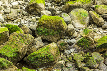 Green Algae Attached To The Rocks, Uesful As Background/texture (RI, USA)