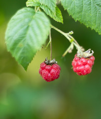 Ripened raspberry in the garden