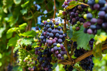 Ripening red grapes close-up on a vine plantation on a beautiful hot, sunny, summer day in western Germany.