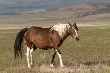 Majestic Wild Horse in Utah