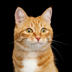 Wall Mural - Adorable Portrait of Ginger Cat on Isolated Black Background, front view