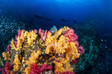 Fototapeta Do akwarium - A brightly colored tropical coral reef in the Mergui Archipelago, Myanmar
