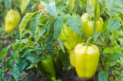 Cuadros en Lienzo bushes of yellow / green pepper grows in the field