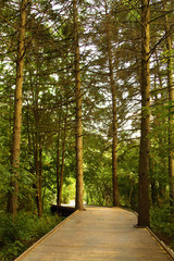 Wall Mural - wooden bridge going into the green beautiful forest