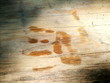 Abdruck einer nassen Hand auf alten Holzbrettern im Sommer bei Sonnenschein im Walderlebniszentrum Ziegelwies am Lechfall in Füssen im Ostallgäu im Freistaat Bayern	