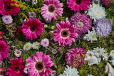 Fototapeta Kwiaty - Beautiful pink and white flowers background. Aster and gerbera flowers.
