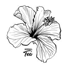 Hawaiian Hibiscus Fragrance Flower Or Mallow Chenese Rose. Black And White Flora And Isolated Botany Plant With Petals. Tropical Karkade Or Bissap Herbal Tea, Crimson Flora. Blossom And Nature Theme.
