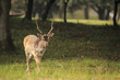Young fallow deer buck, Dama Dama, walking in a dark forest