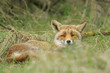 Close-up of a wild red fox (vulpes vulpes) resting and relaxing