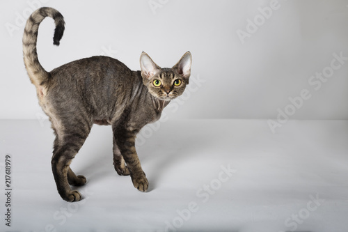 tabby devon rex