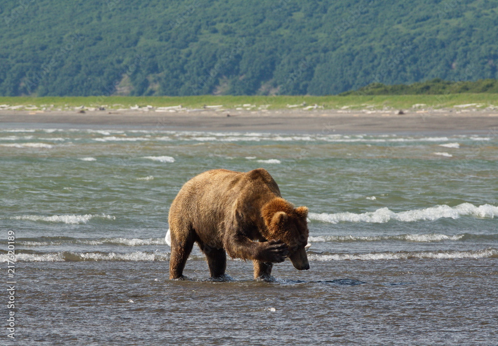 Pacific Coastal Brown bears (usus arctos) - grizzliy - on the Kenai ...