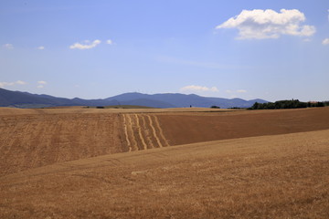 Wall Mural - Paesaggio Toscano