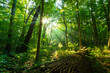 Sunshine rays beaming through trees in green forest