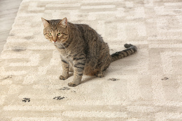 Sticker - Cute cat leaving muddy paw prints on carpet