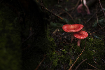 Two Red Mushrooms in Forest