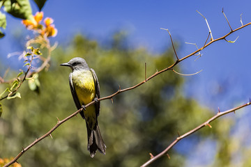 Wall Mural - Brazillian bird Suiriri - Tyrannus melancholicus - on branch of tree in sunny day