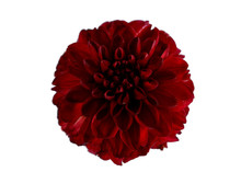 One Burgundy With Red Dahlia Flower On A White Background Isolated