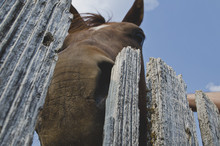 The Head Of A Horse With His Nose Up On The Old Wooden Fence Getting A Smell. 