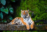 Fototapeta Do pokoju - beautiful bengal tiger with lush green habitat background