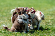 Three Longhair Chihuahua Dog
