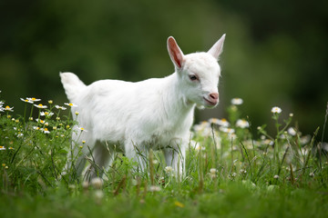 Wall Mural - Goat on a pasture