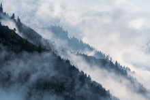 Forested Mountain Slope In Low Lying Valley Fog With Silhouettes Of Evergreen Conifers Shrouded In Mist.