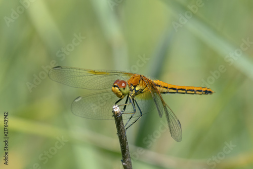 Fotografia, Obraz Yellow-winged darter (Sympetrum flaveolum) sitting on a stick