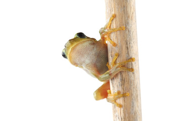 Wall Mural - Tree frog on dry stem isolated on white
