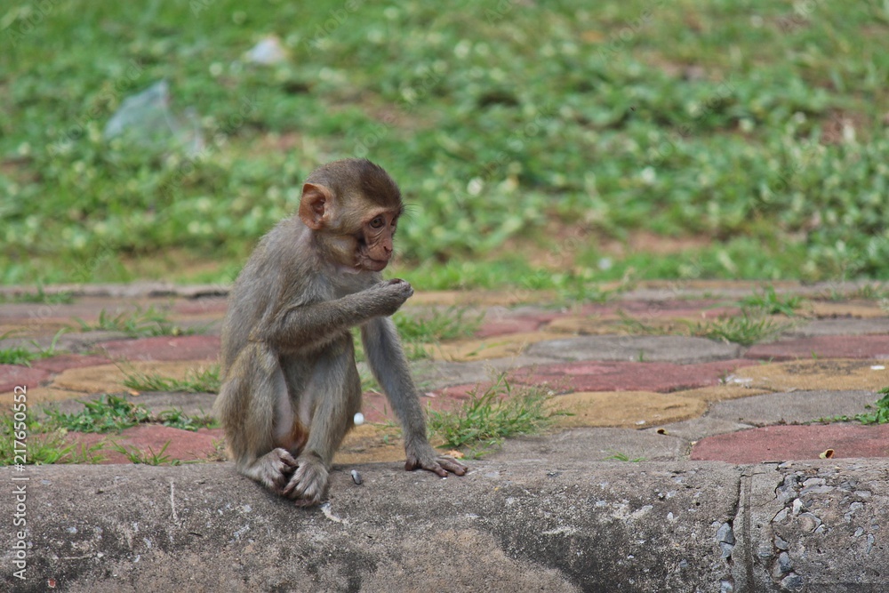 Animal, a monkey sits on ground, waits the food from people who see it ...