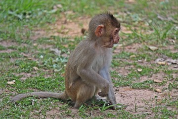 Animal,  a monkey sits on ground,  waits the food from people who see it,  it lives in KUM PHA WA PI park,  at UDONTHANI province THAILAND.