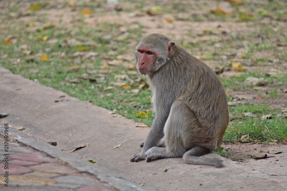 Animal, a monkey sits on ground, waits the food from people who see it ...