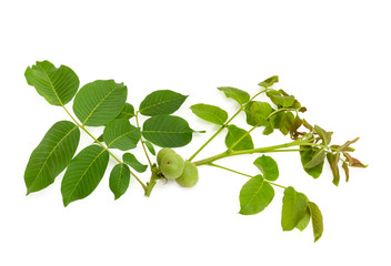 Wall Mural - Branch of walnut with leaves and several unripe fruits