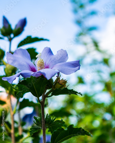 Garten Eibisch Blute Lila Buy This Stock Photo And Explore
